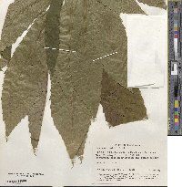 Castanea sativa image