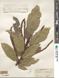 Castanea sativa image