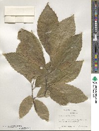 Castanea sativa image