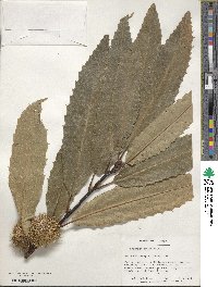 Castanea sativa image