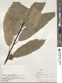 Castanea sativa image