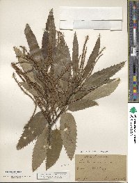 Castanea sativa image