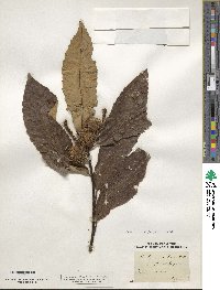 Castanea sativa image