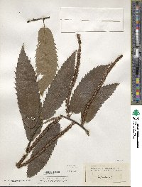 Castanea sativa image