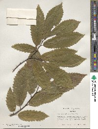 Castanea sativa image