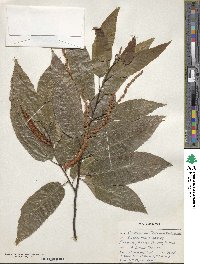 Castanea crenata image