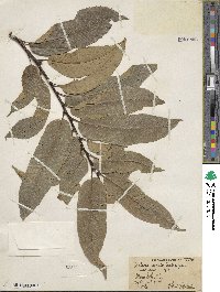 Castanea crenata image