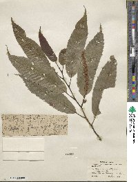 Castanea crenata image