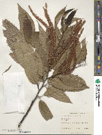 Castanea crenata image