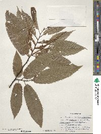 Castanea crenata image