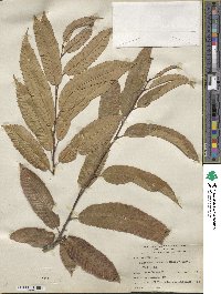 Castanea crenata image