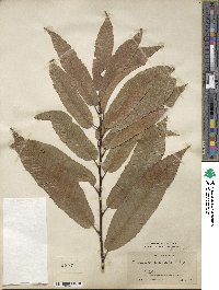 Castanea crenata image