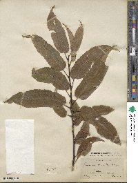 Castanea crenata image