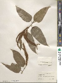 Castanea henryi image