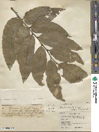 Castanea henryi image