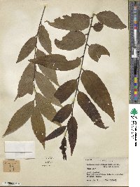 Castanea henryi image