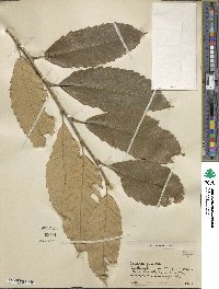 Castanea crenata image