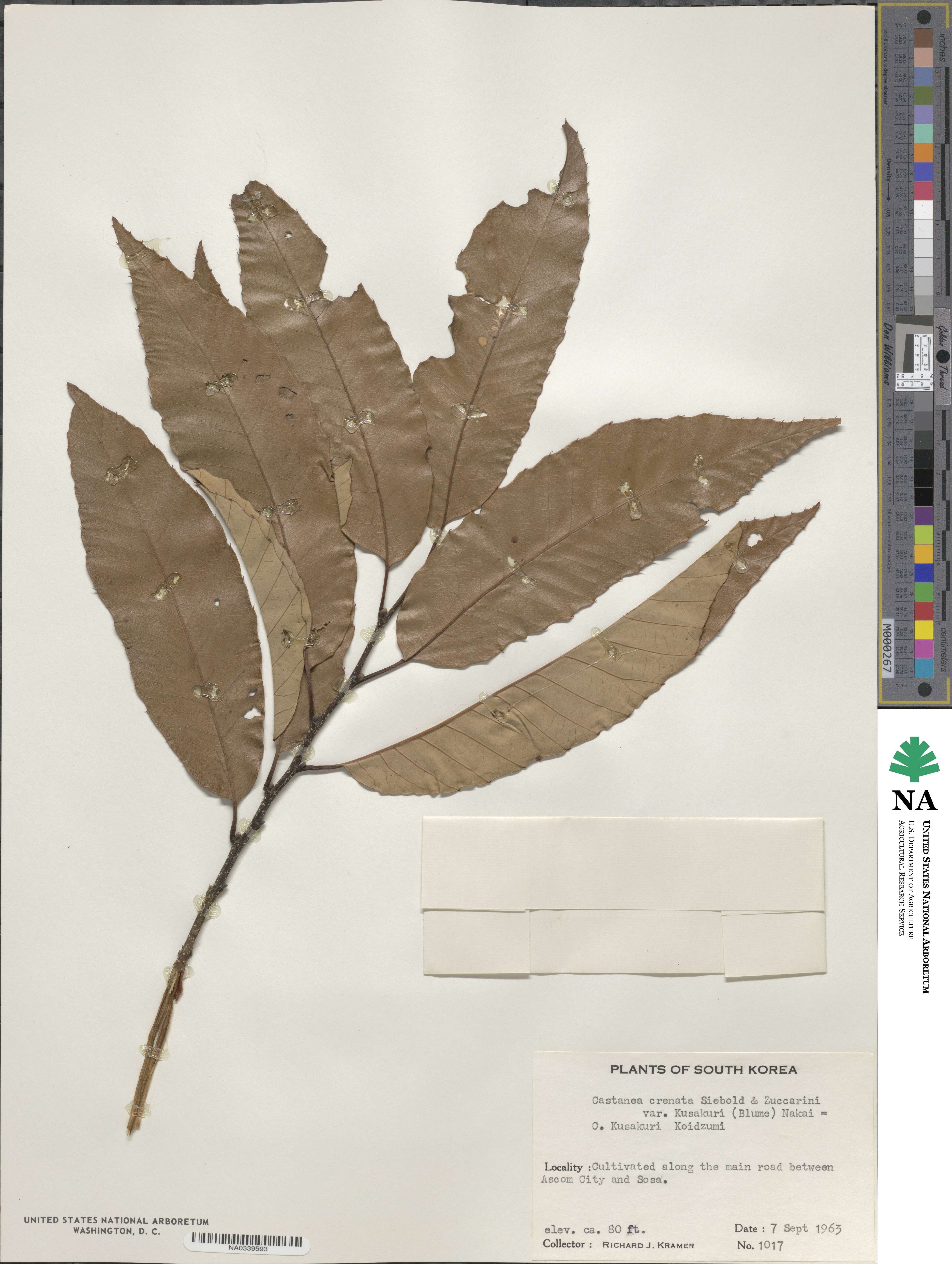 Castanea crenata image