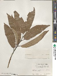 Castanea crenata image