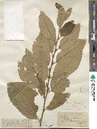 Castanea mollissima image