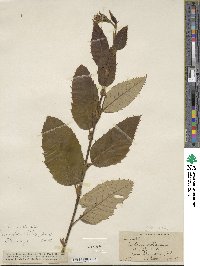 Castanea mollissima image