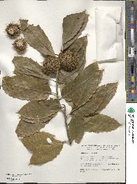 Castanea mollissima image