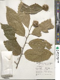 Castanea mollissima image