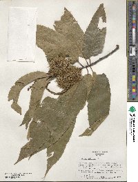 Castanea mollissima image