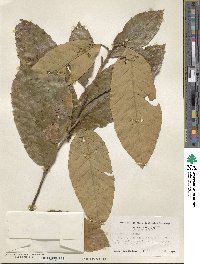 Castanea mollissima image