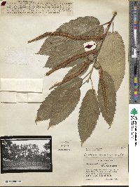 Castanea mollissima image