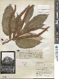 Castanea mollissima image