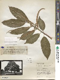 Castanea mollissima image