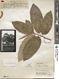 Castanea mollissima image