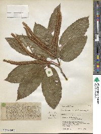 Castanea mollissima image