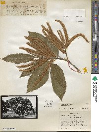 Castanea mollissima image