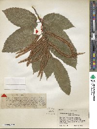 Castanea mollissima image