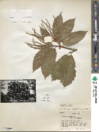 Castanea mollissima image