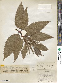 Castanea mollissima image