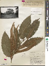 Castanea mollissima image