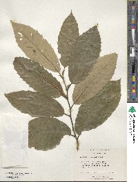 Castanea mollissima image