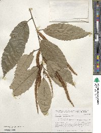 Castanea mollissima image