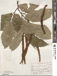 Castanea mollissima image