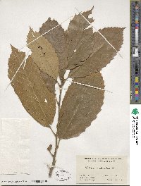 Castanea mollissima image