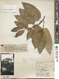 Castanea mollissima image