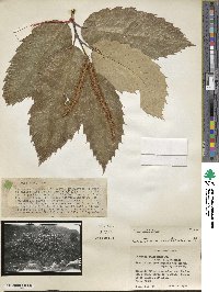 Castanea mollissima image