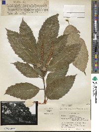 Castanea mollissima image