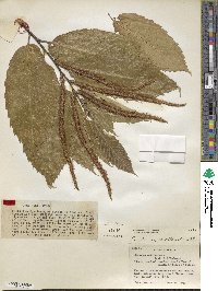 Castanea mollissima image