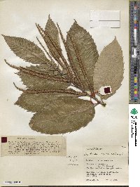 Castanea mollissima image