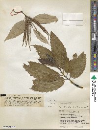 Castanea mollissima image