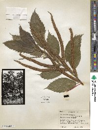 Castanea mollissima image